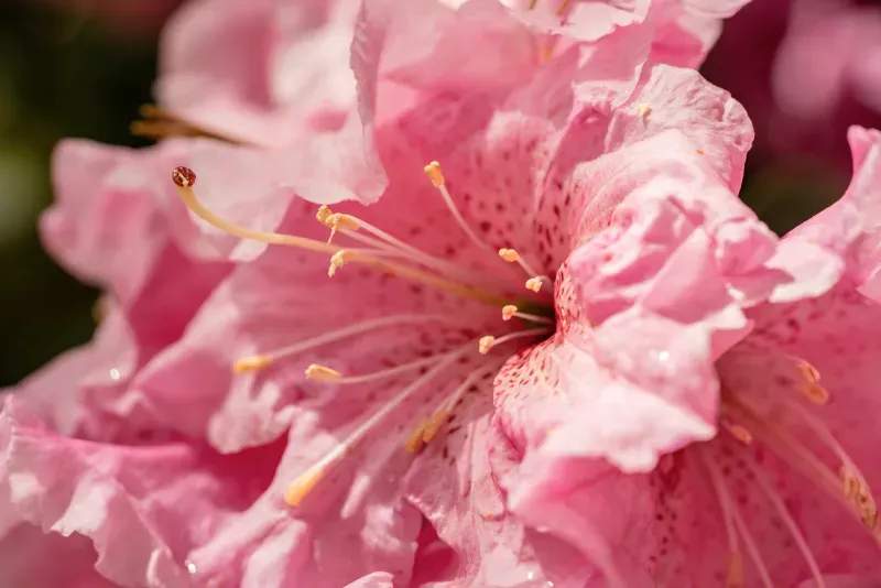Why Regular Lawn Care Supports a Greener Yard
